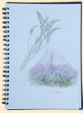 Lavender watercolour studies
