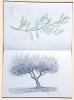 Olive Tree Watercolour Study