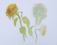 Sunflower Watercolour Study